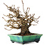Elaeagnus, 18 cm, ± 25 jaar oud, in een kapotte handgemaakte Japanse pot van Bunzan, met een nebari van 9 cm