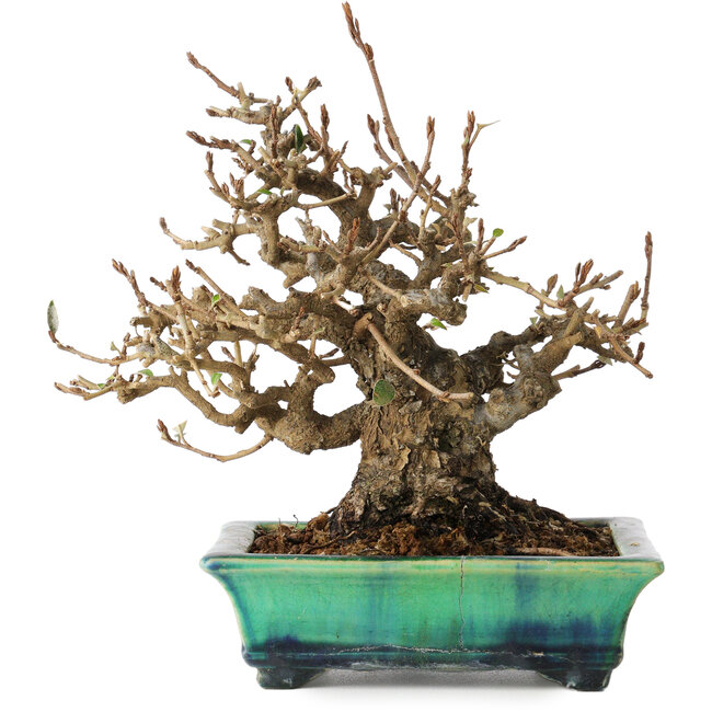 Elaeagnus, 18 cm, ± 25 years old, in a broken handmade Japanese pot by Bunzan, with a nebari of 9 cm