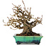 Elaeagnus, 18 cm, ± 25 jaar oud, in een kapotte handgemaakte Japanse pot van Bunzan, met een nebari van 9 cm