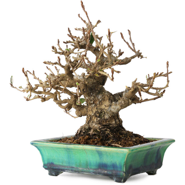 Elaeagnus, 18 cm, ± 25 años de antigüedad, en una maceta japonesa rota hecha a mano por Bunzan, con un nebari de 9 cm