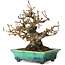 Elaeagnus, 18 cm, ± 25 years old, in a broken handmade Japanese pot by Bunzan, with a nebari of 9 cm