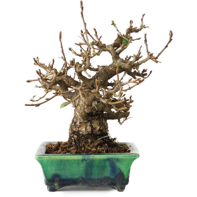 Elaeagnus, 18 cm, ± 25 años de antigüedad, en una maceta japonesa rota hecha a mano por Bunzan, con un nebari de 9 cm