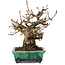 Elaeagnus, 18 cm, ± 25 jaar oud, in een kapotte handgemaakte Japanse pot van Bunzan, met een nebari van 9 cm