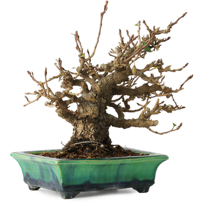 Elaeagnus, 18 cm, ± 25 Jahre alt, in einem zerbrochenen handgefertigten japanischen Topf von Bunzan, mit einem Nebari von 9 cm
