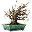 Elaeagnus, 18 cm, ± 25 years old, in a broken handmade Japanese pot by Bunzan, with a nebari of 9 cm