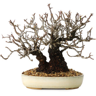 Pyracantha, 17 cm, ± 25 jaar oud