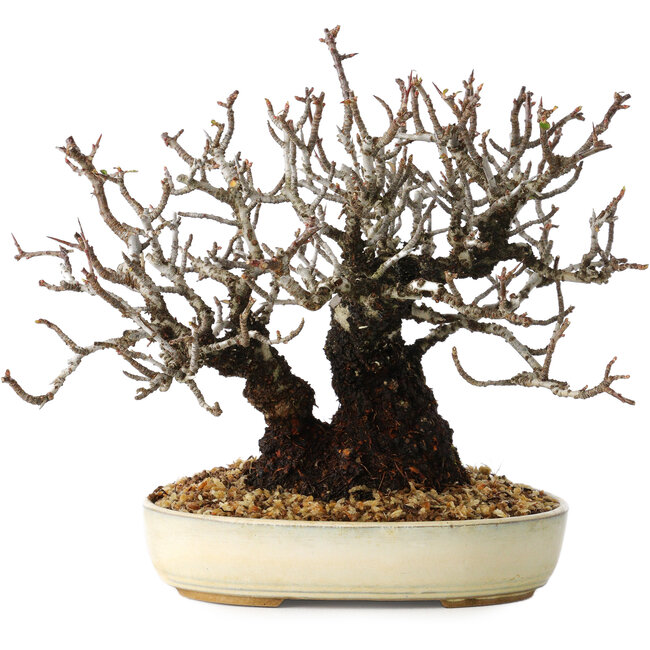 Pyracantha, 17 cm, ± 25 years old, with a nebari of 8,5 cm
