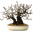 Pyracantha, 17 cm, ± 25 years old, with a nebari of 8,5 cm