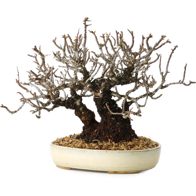 Pyracantha, 17 cm, ± 25 anni, con un nebari di 8,5 cm