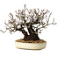 Pyracantha, 17 cm, ± 25 years old, with a nebari of 8,5 cm