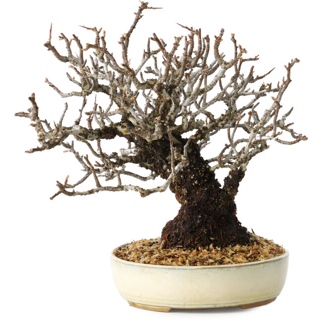 Pyracantha, 17 cm, ± 25 jaar oud, met een nebari van 8,5 cm