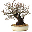 Pyracantha, 17 cm, ± 25 years old, with a nebari of 8,5 cm