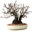Pyracantha, 17 cm, ± 25 Jahre alt, mit einem Nebari von 8,5 cm