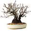 Pyracantha, 17 cm, ± 25 years old, with a nebari of 8,5 cm