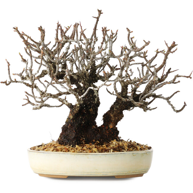 Pyracantha, 17 cm, ± 25 anni, con un nebari di 8,5 cm