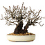 Pyracantha, 17 cm, ± 25 years old, with a nebari of 8,5 cm