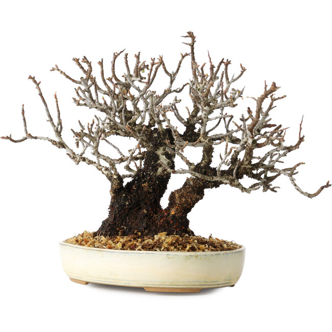 Pyracantha, 17 cm, ± 25 anni, con un nebari di 8,5 cm