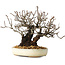 Pyracantha, 17 cm, ± 25 anni, con un nebari di 8,5 cm