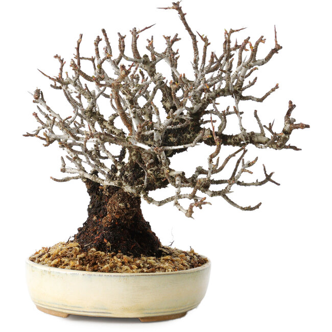 Pyracantha, 17 cm, ± 25 jaar oud, met een nebari van 8,5 cm