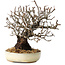 Pyracantha, 17 cm, ± 25 years old, with a nebari of 8,5 cm