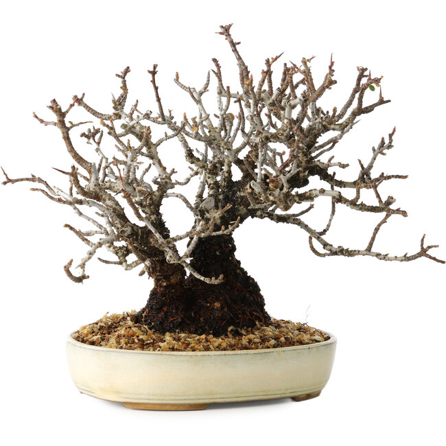Pyracantha, 17 cm, ± 25 years old, with a nebari of 8,5 cm