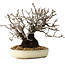 Pyracantha, 17 cm, ± 25 years old, with a nebari of 8,5 cm