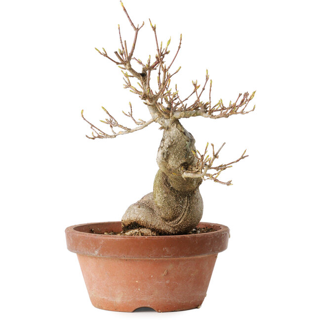 Acer buergerianum, 21 cm, ± 15 years old