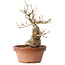 Acer buergerianum, 21 cm, ± 15 jaar oud