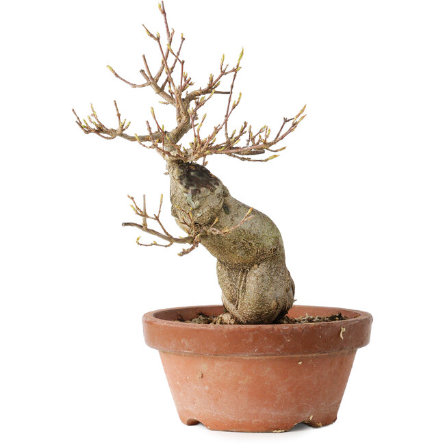 Acer buergerianum, 21 cm, ± 15 ans