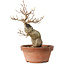 Acer buergerianum, 21 cm, ± 15 jaar oud