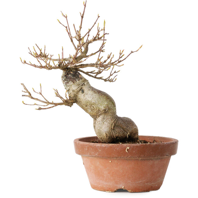 Acer buergerianum, 21 cm, ± 15 Jahre alt