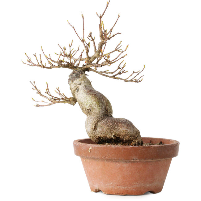 Acer buergerianum, 21 cm, ± 15 years old