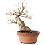 Acer buergerianum, 21 cm, ± 15 jaar oud