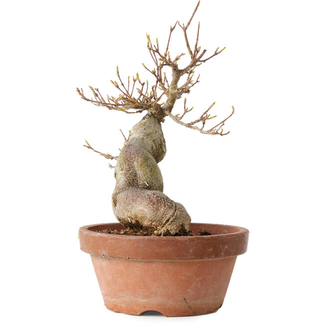 Acer buergerianum, 21 cm, ± 15 anni