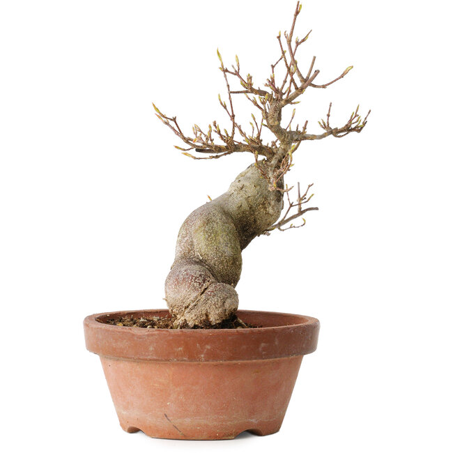 Acer buergerianum, 21 cm, ± 15 jaar oud