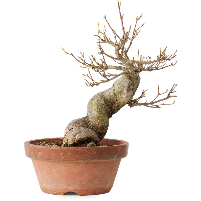 Acer buergerianum, 21 cm, ± 15 ans