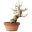 Acer buergerianum, 21 cm, ± 15 jaar oud