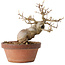 Acer buergerianum, 16,5 cm, ± 15 jaar oud