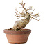 Acer buergerianum, 16,5 cm, ± 15 jaar oud