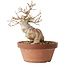 Acer buergerianum, 16,5 cm, ± 15 jaar oud