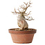 Acer buergerianum, 16,5 cm, ± 15 jaar oud