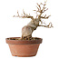 Acer buergerianum, 16,5 cm, ± 15 jaar oud