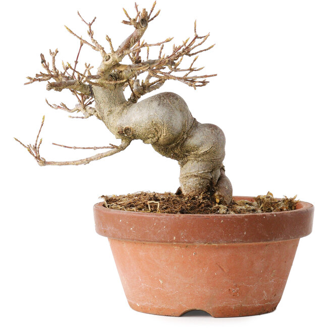 Acer buergerianum, 13 cm, ± 15 jaar oud