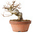 Acer buergerianum, 13 cm, ± 15 jaar oud