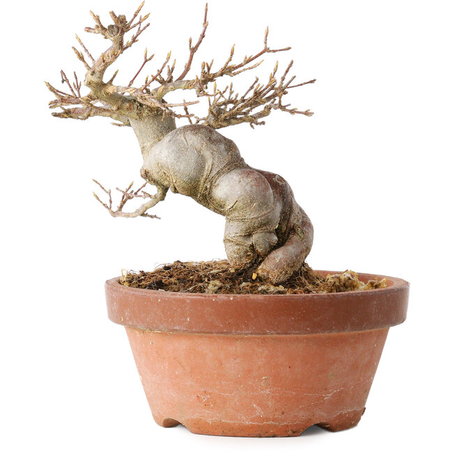 Acer buergerianum, 13 cm, ± 15 años