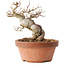 Acer buergerianum, 13 cm, ± 15 jaar oud