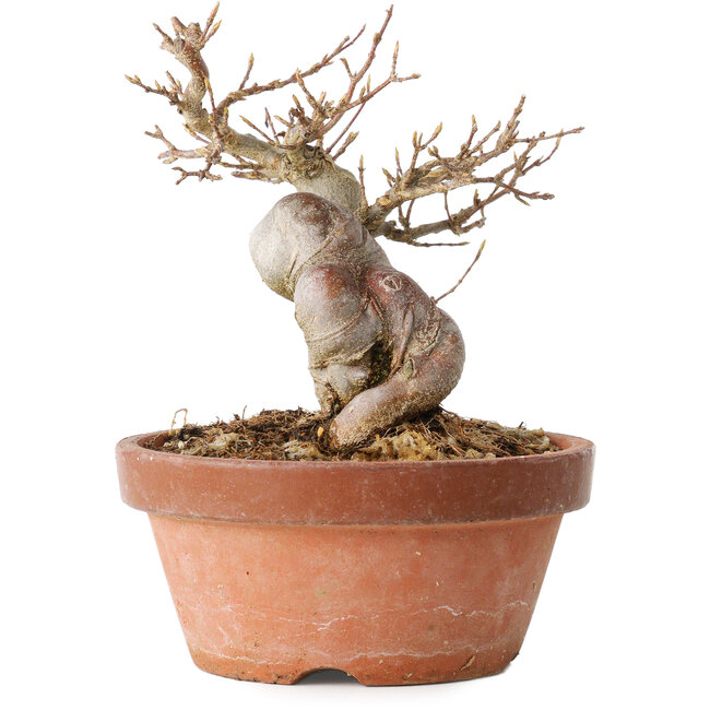 Acer buergerianum, 13 cm, ± 15 Jahre alt