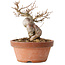Acer buergerianum, 13 cm, ± 15 jaar oud