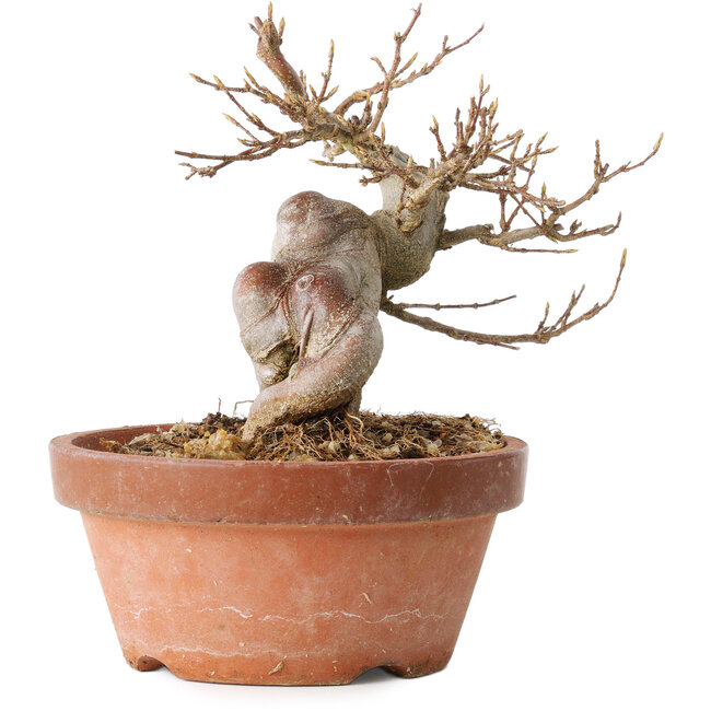 Acer buergerianum, 13 cm, ± 15 años