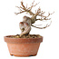 Acer buergerianum, 13 cm, ± 15 jaar oud